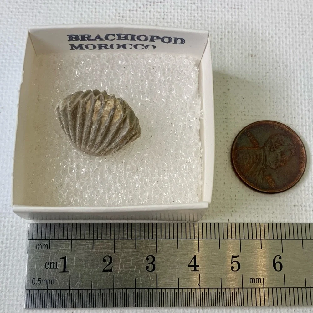 Brachiopod Fossil Rhynchoellida Boujdour Western Sahara Morocco Cretaceous Boxed